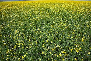 ARPG游戏《Asterigos》新预告 已上架Steam平台